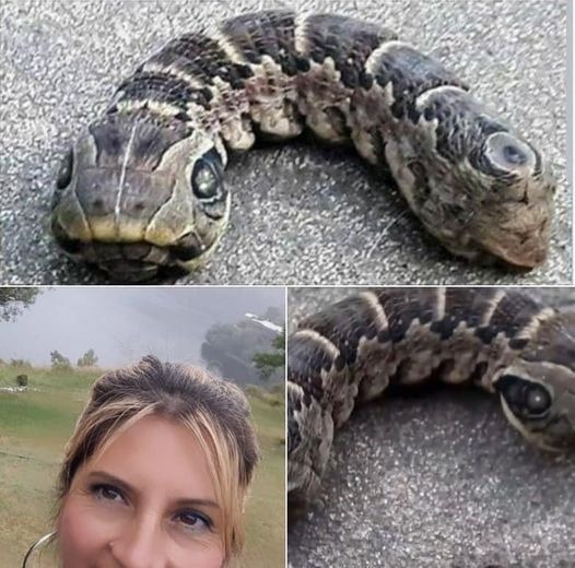 ¿Qué demonios es esto? Una mujer descubre una espeluznante «serpiente» con dos cabezas en su jardín