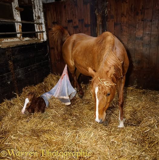 Cavalo Se Recusa a Dar À Luz, Quando o Veterinário Vê o Ultrassom, Ele Chama a Polícia