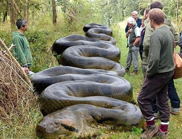 Un excursionista encuentra una enorme “bestia” escondida